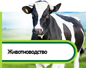 Животноводство