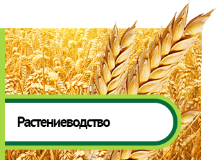 Растениеводство