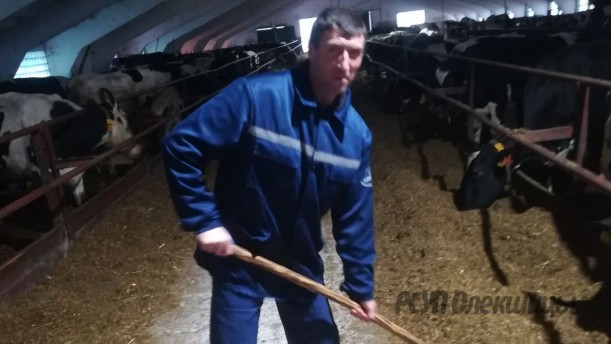 Виктор Гребнев работает на молочно-товарном комплексе "Олекшицы" животноводом