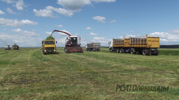 В РСУП «Олекшицы» приступили к заготовке травяных кормов