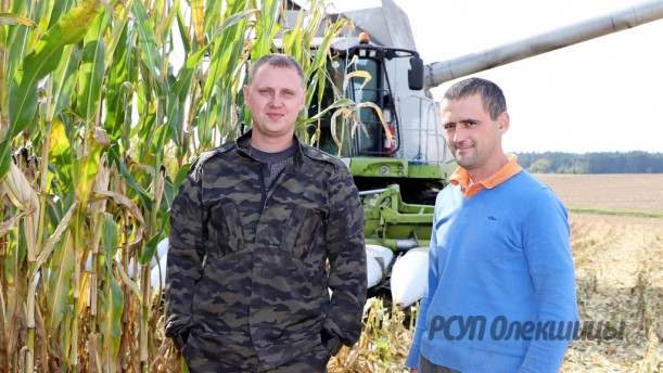 На полях РСУП "Олекшицы" убирают кукурузу на зерно.