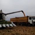 Уборка высокого урожая кукурузы на зерно продолжается