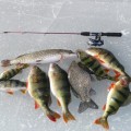 28 января 2017 года состоятся соревнование по зимней ловле рыбы
