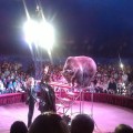 Работники предприятия побывали на цирковом шоу "Арлекин"