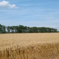 В хозяйстве на 1 августа убрано 23% зерновых культур