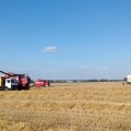 На 4 августа в хозяйстве убрана половина зерновых полей