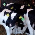 Репродуктор по разведению крупного рогатого скота молочных пород