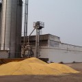 В хозяйстве скоро завершится уборка кукурузы на зерно