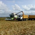 На полях предприятия начали убирать кукурузу на зерно