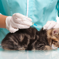 10, 11, 12 декабря будет проводиться бесплатная вакцинация домашних животных от бешенства!