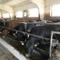 Слаженная работа специалистов и работников комплекса по выращиванию и откорму молодняка крупного рогатого скота