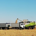 На 23 июля 2019 года в хозяйстве убрано 46% площадей зерновых и зернобобовых культур
