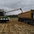 В хозяйстве идет уборка кукурузы на зерно