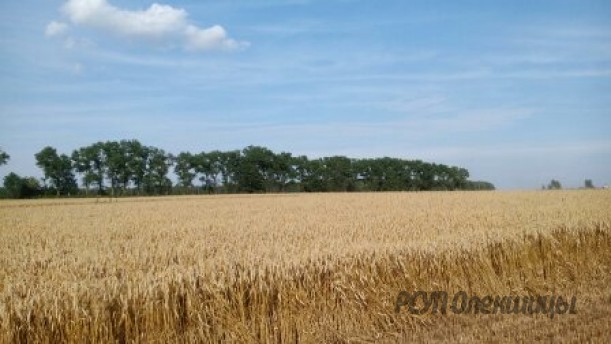 В хозяйстве на 1 августа убрано 23% зерновых культур