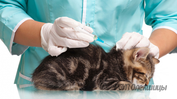 10, 11, 12 декабря будет проводиться бесплатная вакцинация домашних животных от бешенства!