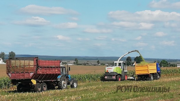 22 августа 2019 года в хозяйстве начали уборку кукурузы на силос
