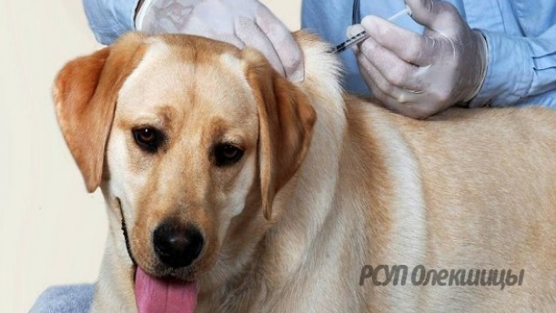 Объявление! Бесплатная профилактическая вакцинация домашних животных против бешенства.